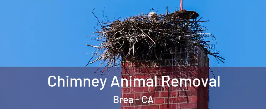  Chimney Animal Removal Brea - CA