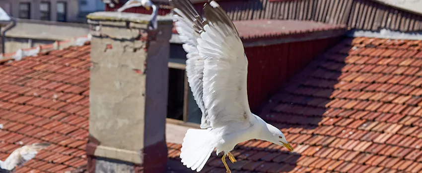 Residential Chimney Animal Removal Solution in Brea, CA
